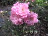 rose klase rosa.JPG - 